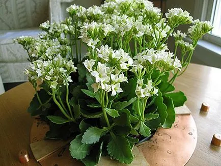 De ce nu înfloresc și cresc Kalanchoe acasă, ce să fac video (flori) De ce nu înfloresc și cresc Kalanchoe acasă, ce să fac film