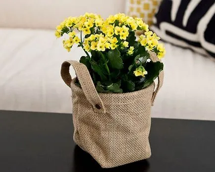 De ce nu înfloresc și cresc Kalanchoe acasă, ce să fac video (de ce) De ce nu înfloresc și cresc Kalanchoe acasă, ce să fac film