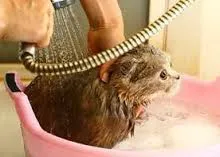 Pregătirea pisicilor la spectacol, animalele mele de companie (o variantă a judeca acest lucru) Prepararea pisicilor la spectacol, animalele mele de companie