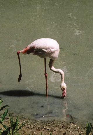 De ce în picioare Heron pe un picior 1 (de ce) De ce în picioare pe un picior Heron 1