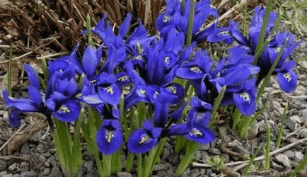 Vom selecta plante pentru paturi de flori de primăvară, și de a colecta piesa (primăvară plante de grădină de flori) Vom selecta plante pentru paturi de flori de primăvară, și de a colecta compoziția