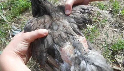 De ce pui cap chel, gât, spate și alte părți ale corpului, ce să facă și cum să rezolve problema (spate) De ce pui cap chel, gât, spate și alte părți ale corpului, ce să facă și cum să rezolve problema