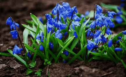 Vom selecta plante pentru paturi de flori de primăvară, și se colectează (paturile de plante de primăvară de flori) compoziția Vom selecta plante pentru paturi de flori de primăvară, și de a colecta compoziția