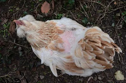 De ce pui cap chel, gât, spate și alte părți ale corpului, ce să facă și cum să rezolve problema (cap) De ce pui cap chel, gât, spate și alte părți ale corpului, ce să facă și cum să rezolve problema