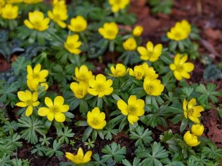 Vom selecta plante pentru paturi de flori de primăvară, și se colectează compoziția (flowerbeds) Vom selecta plante pentru paturi de flori de primăvară, și de a colecta compoziția