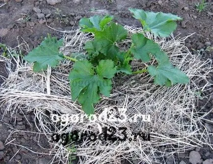 Fertilizarea roșii în câmp deschis și cu efect de seră (pansament) Fertilizarea roșii în câmp deschis și seră