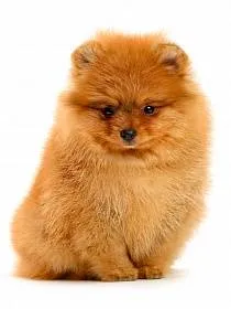 Pomerania - o descriere a rasei, fotografie, cum de a alege un catelus, preturi, produse alimentare și de îngrijire, de formare și