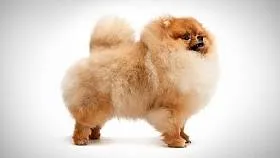 Pomerania - o descriere a rasei, fotografie, cum de a alege un catelus, preturi, produse alimentare și de îngrijire, de formare și