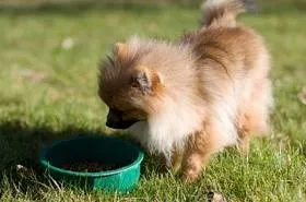 Pomerania - o descriere a rasei, fotografie, cum de a alege un catelus, preturi, produse alimentare și de îngrijire, de formare și