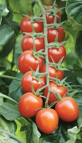 rosii cherry - soiuri pentru sere, teren deschis și pervazul ferestrei, îmi place grădina dumneavoastră (tomate) rosii cherry - soiuri pentru sere, teren deschis și pervazul ferestrei, îmi place grădina mea