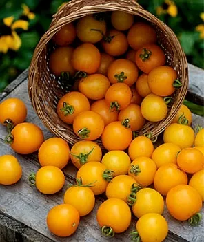 rosii cherry - soiuri pentru sere, teren deschis și pervazul ferestrei, îmi place grădina ta (cires) rosii cherry - soiuri pentru sere, teren deschis și pervazul ferestrei, îmi place grădina mea