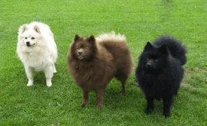 caracterul Pomeranian rasa și descrierea cu fotografii și video (caracter) caracterul rasa Pomeranian și descrierea cu fotografii și video