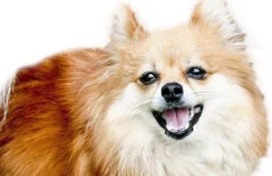 caracterul rasa Pomeranian și descrierea cu fotografii și înregistrări video (hit Pomeranian) caracterul rasa Pomeranian și descrierea cu fotografii și video
