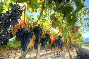 Semi-uscată de vin - ceea ce este diferența de video uscat, nalivali