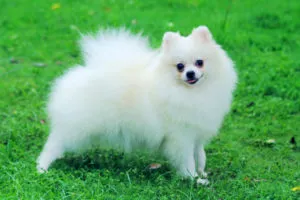 caracterul Pomeranian rasa și descrierea cu fotografii și video (roca) caracterul rasa Pomeranian și descrierea cu fotografii și video