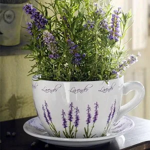 Beneficii de plante - de ce avem nevoie de casa de flori, totul despre flori (plante) Beneficii de plante - de ce avem nevoie de casa de flori, toate culorile