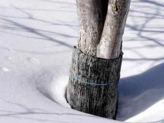Udarea pomi fructiferi