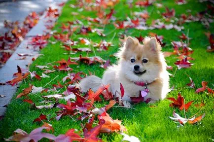fotografii Pomeranian, câini rasa descriere, natura și preț
