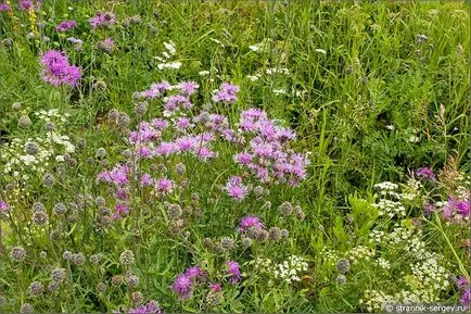 excursie pe jos de vară Wildflowers în iulie dealuri suburbii la râul Dubna
