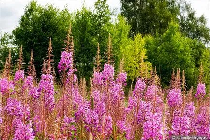 excursie pe jos de vară Wildflowers în iulie dealuri suburbii la râul Dubna