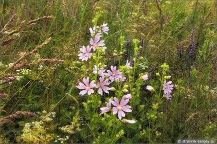 excursie pe jos de vară Wildflowers în iulie dealuri suburbii la râul Dubna