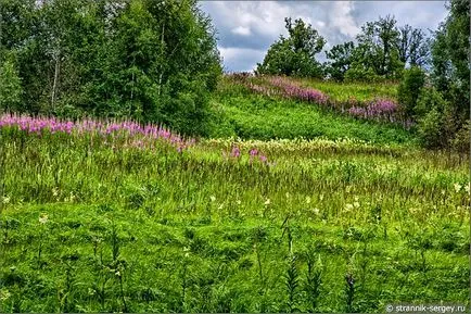 excursie pe jos de vară Wildflowers în iulie dealuri suburbii la râul Dubna