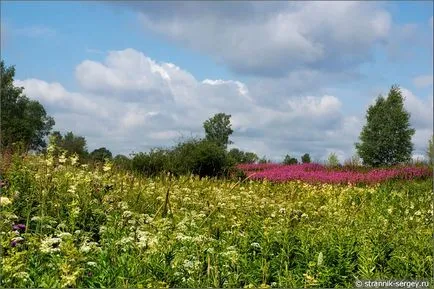excursie pe jos de vară Wildflowers în iulie dealuri suburbii la râul Dubna
