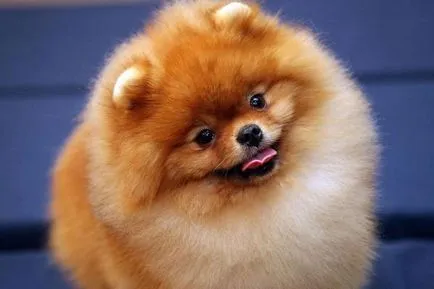 caracterul Pomeranian rasa și descrierea cu fotografii și video (roca) caracterul rasa Pomeranian și descrierea cu fotografii și video