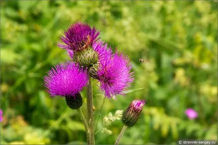 excursie pe jos de vară Wildflowers în iulie dealuri suburbii la râul Dubna