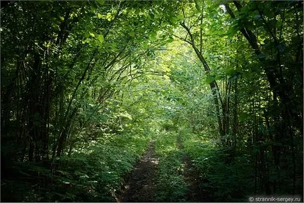 excursie pe jos de vară Wildflowers în iulie dealuri suburbii la râul Dubna