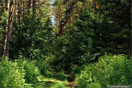 excursie pe jos de vară Wildflowers în iulie dealuri suburbii la râul Dubna