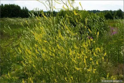 excursie pe jos de vară Wildflowers în iulie dealuri suburbii la râul Dubna