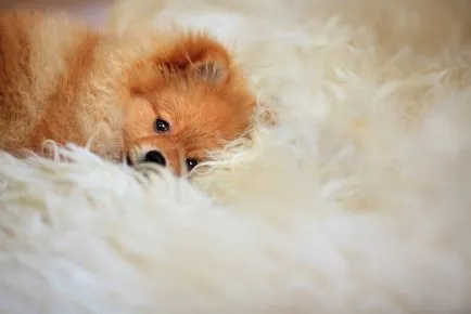 fotografii Pomeranian, câini rasa descriere, natura și preț