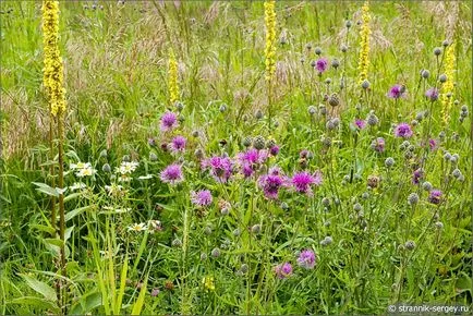 excursie pe jos de vară Wildflowers în iulie dealuri suburbii la râul Dubna