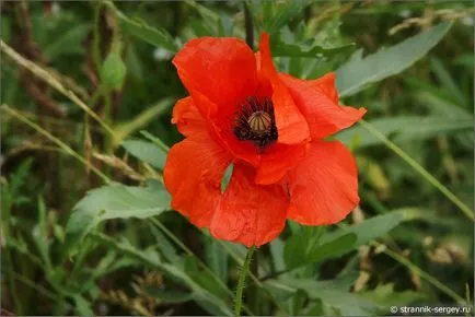 excursie pe jos de vară Wildflowers în iulie dealuri suburbii la râul Dubna