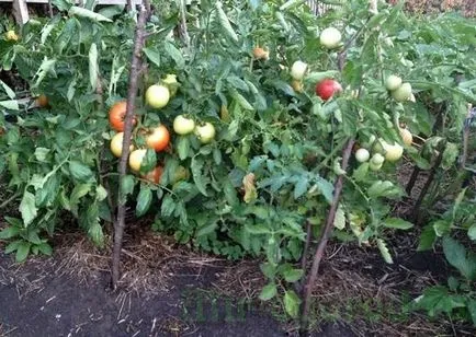 cultivarea de tomate și de întreținere în câmp deschis (tomate) cultivarea de tomate și de întreținere în câmp deschis