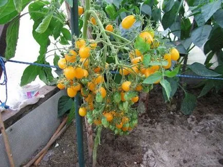 rosii cherry - soiuri pentru sere, teren deschis și pervazul ferestrei, îmi place grădina ta (soi) rosii cherry - soiuri pentru sere, teren deschis și pervazul ferestrei, îmi place grădina mea