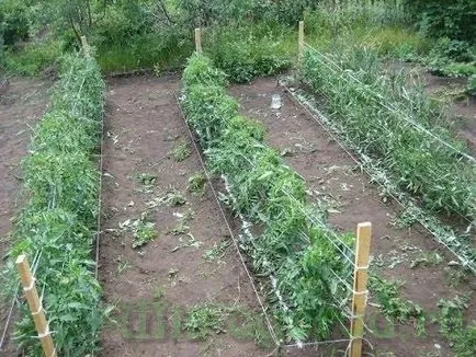 cultivarea de tomate și de întreținere în câmp deschis (îngrijire) cultivarea de tomate și de întreținere în câmp deschis