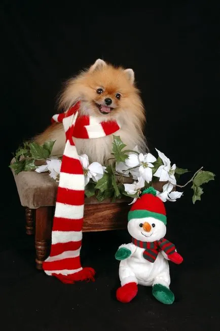 fotografii Pomeranian, câini rasa descriere, natura și preț