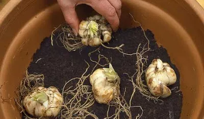 Plantarea crini în primăvară, în sol, caracteristici și sfaturi speciale (în primăvară) Plantarea crini în primăvară, în sol, caracteristici speciale și sfaturi