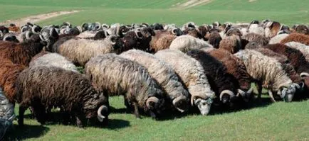 Tipuri de rasa de oi, descriere, recomandări de selecție (recomandări) Rasa de oi tipuri, descrieri, linii directoare pentru alegerea