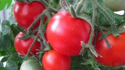 cultivarea de tomate și de întreținere în câmp deschis (tomate) cultivarea de tomate și de întreținere în câmp deschis