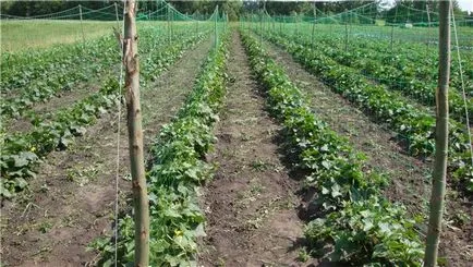 soiuri târzii de castraveți pentru câmp deschis (grad) soiuri târzii de castraveți pentru câmp deschis
