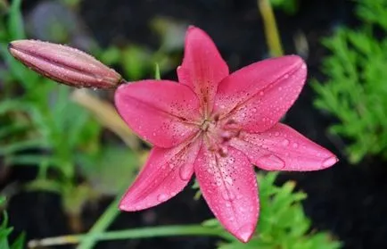 Plantarea crini în primăvară, în sol, caracteristici speciale și sfaturi (sol) Plantarea crini în primăvară, în sol, caracteristici speciale și sfaturi