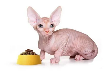 Cat rasa Sphynx - de îngrijire și întreținere