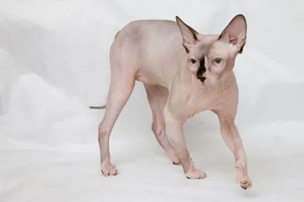 Cat rasa Sphynx - de îngrijire și întreținere