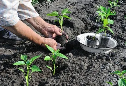 Plantarea răsadurilor de ardei în îngrijirea la sol și urmărire (plantare) Plantarea răsadurilor de ardei în sol și posttratament