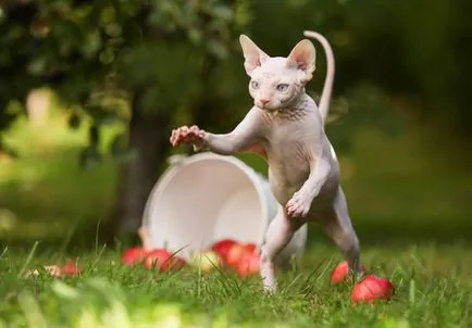 Cat rasa Sphynx - de îngrijire și întreținere