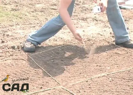 Plantarea iarbă în primăvara și toamna ghid pas cu pas și clasa master (plantare) Plantarea iarbă în primăvara și toamna ghid pas cu pas și master-class