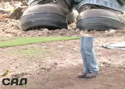 Plantarea iarbă în primăvara și toamna ghid pas cu pas și clasa master (plantare) Plantarea iarbă în primăvara și toamna ghid pas cu pas și master-class